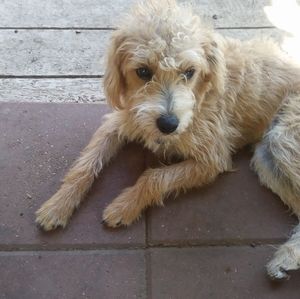 Meet your Posher, Francis